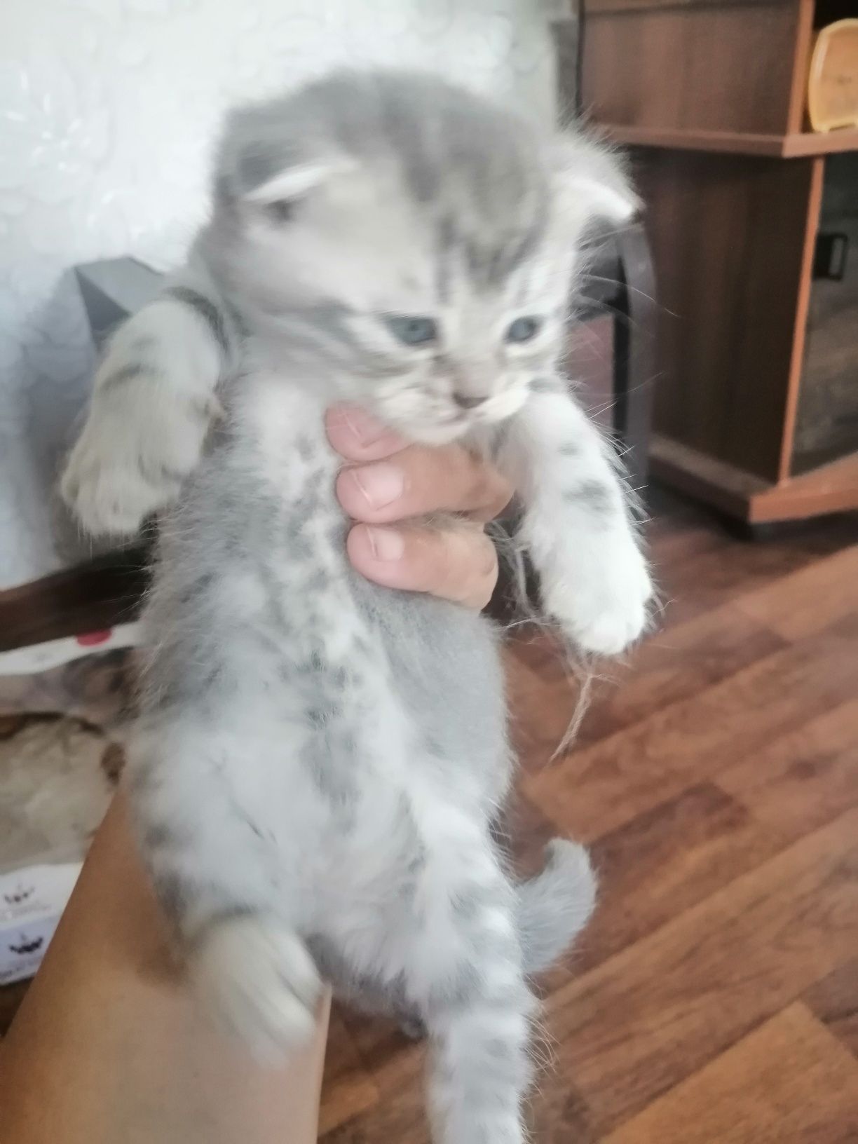 Шотландська висловуха