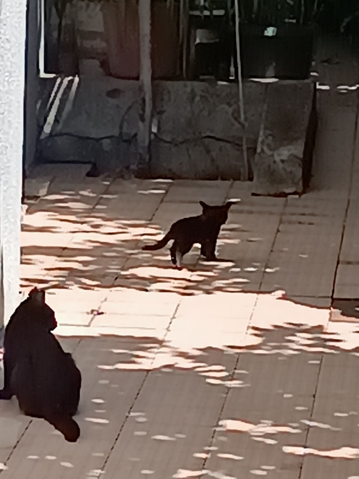 Doar gatinhos/a de 1 Mês e Meio