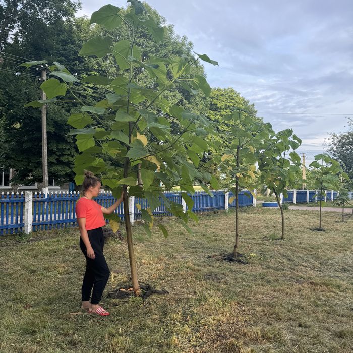 Декоративна Павловнія Shan Tong. Павловния ширина стовбура 1см