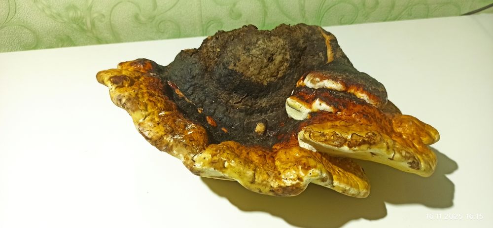 Гриб трутовик 500 грн.