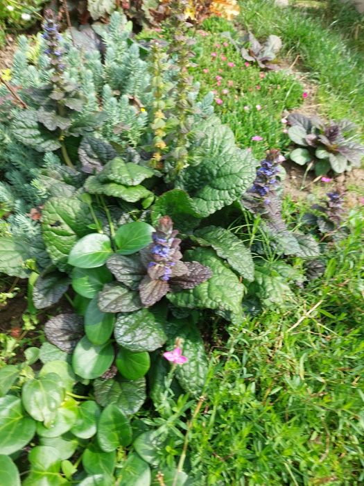 Dąbrówka rozglowa niebieska sadzonka