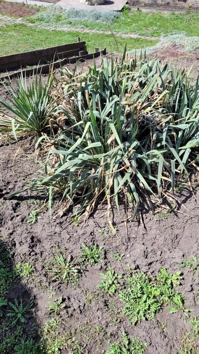 Юкки. Дорослі та молоді.