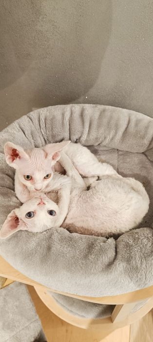 Kocurek Devon Rex FPL