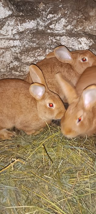 Sprzedam króliki Kalifornijskie , Burgundzkie