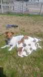 Jack Russell Terrier
