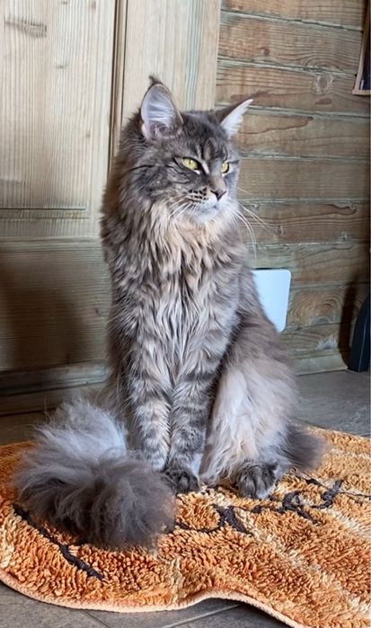 Мейн-Кун Девочка,Мальчик ,котята,Черные