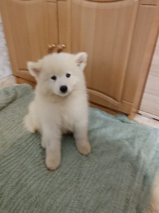 Szczenię Samoyed