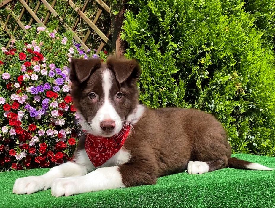 Border Collie ZKwP FCI