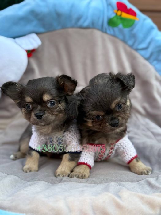 Чихуахуа мальчик мини стандарт длиношерстный