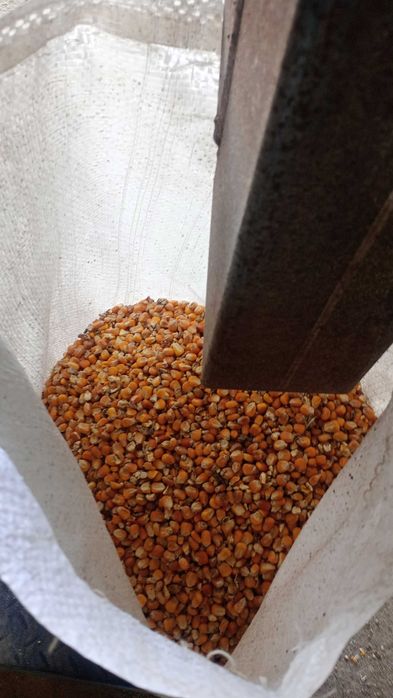 Ziarno kukurydzy suchej  zbiór 2025