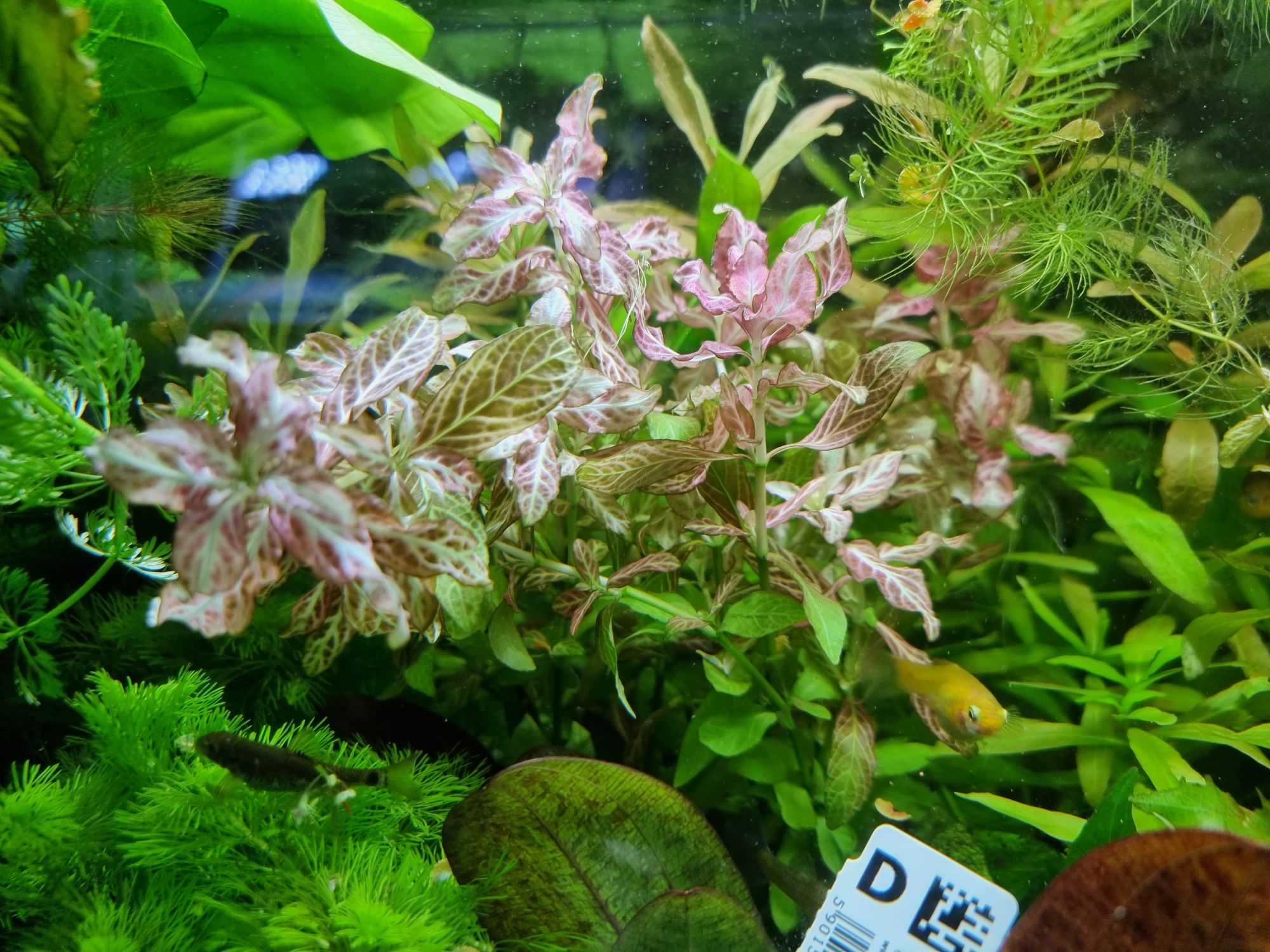 Hygrophila Polysperma ROSANERVIG nadwódka koszyk