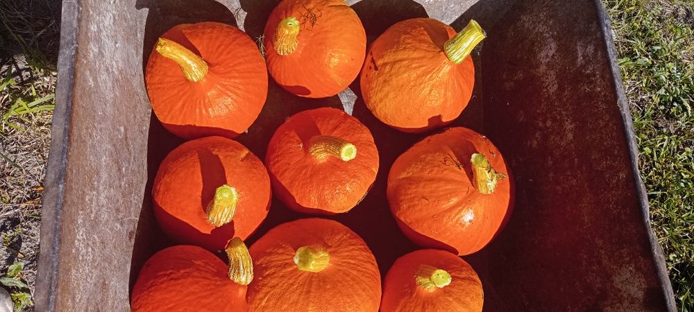 Dynia hokkaido 20 kg bez nawozów z własnej działki
