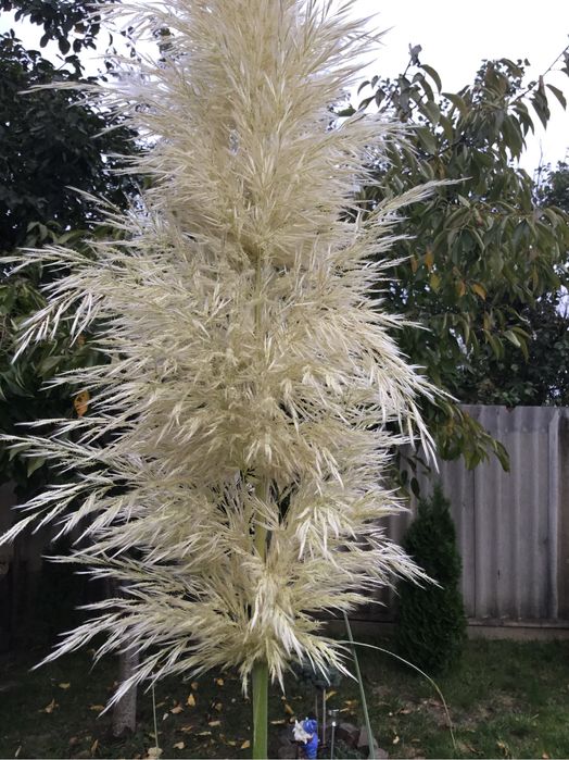 Кортадерия белая