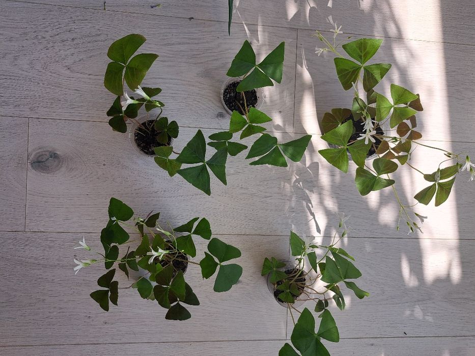 Кислиця оксаліс зелена, фіолетова