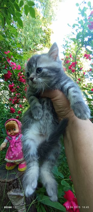 Чудова кішечка шотландської породи