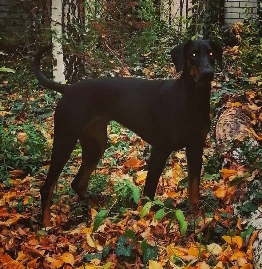 Doberman niebieski chłopak