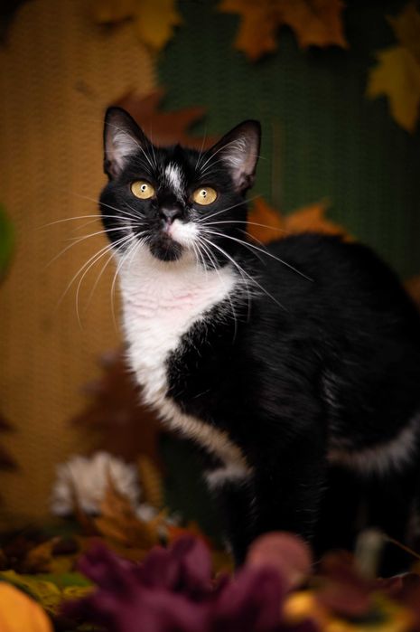 LEOŚ kocur do adopcji