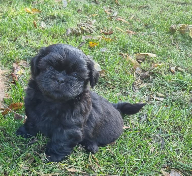 Piesek czarny dostępny do rezerwacji