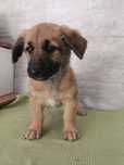 Cachorrinho para dar