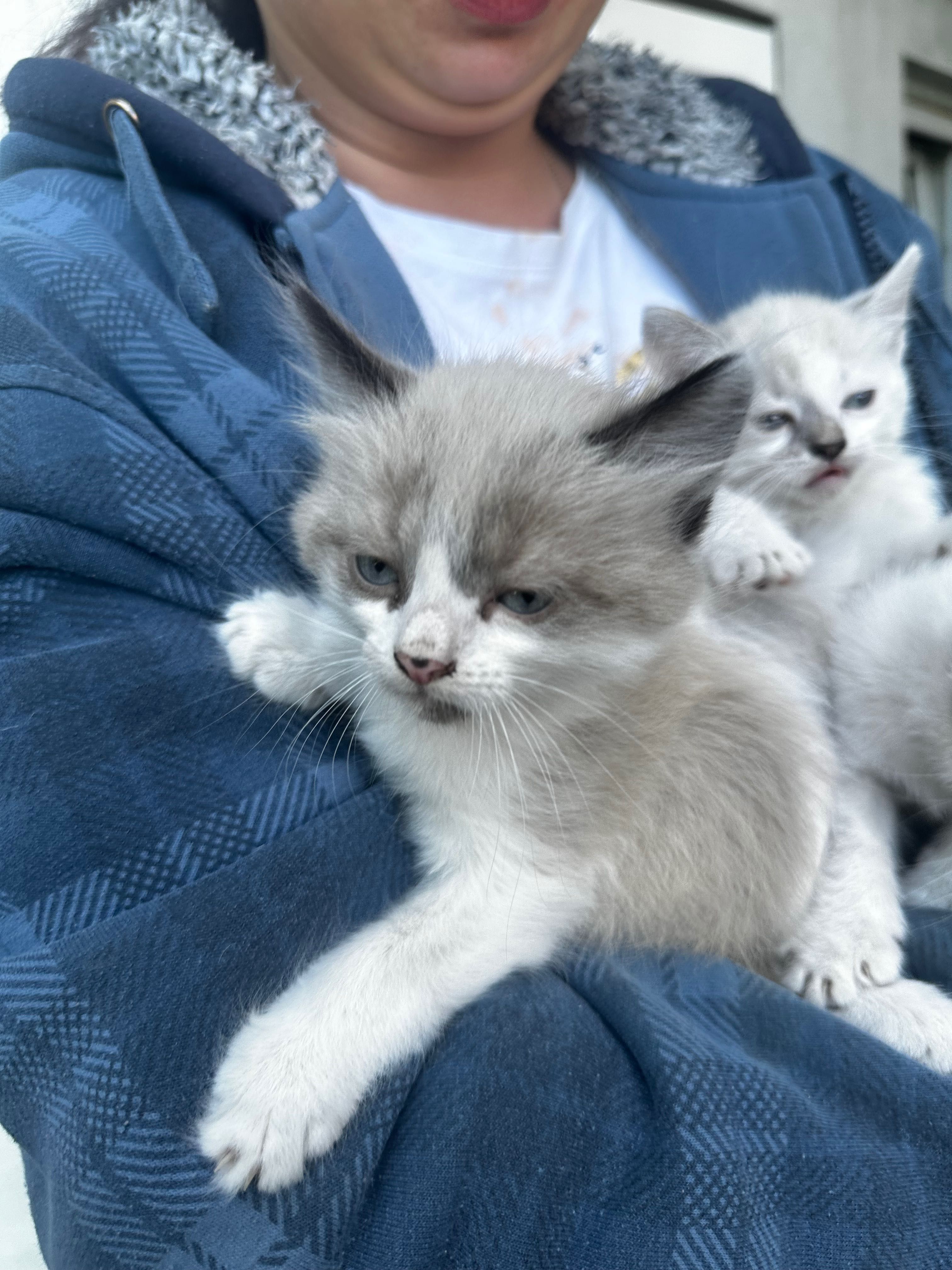 Пухнасті сіамські кошенята