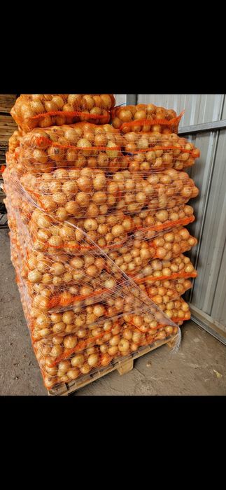 Cebula sturon i supra 5+