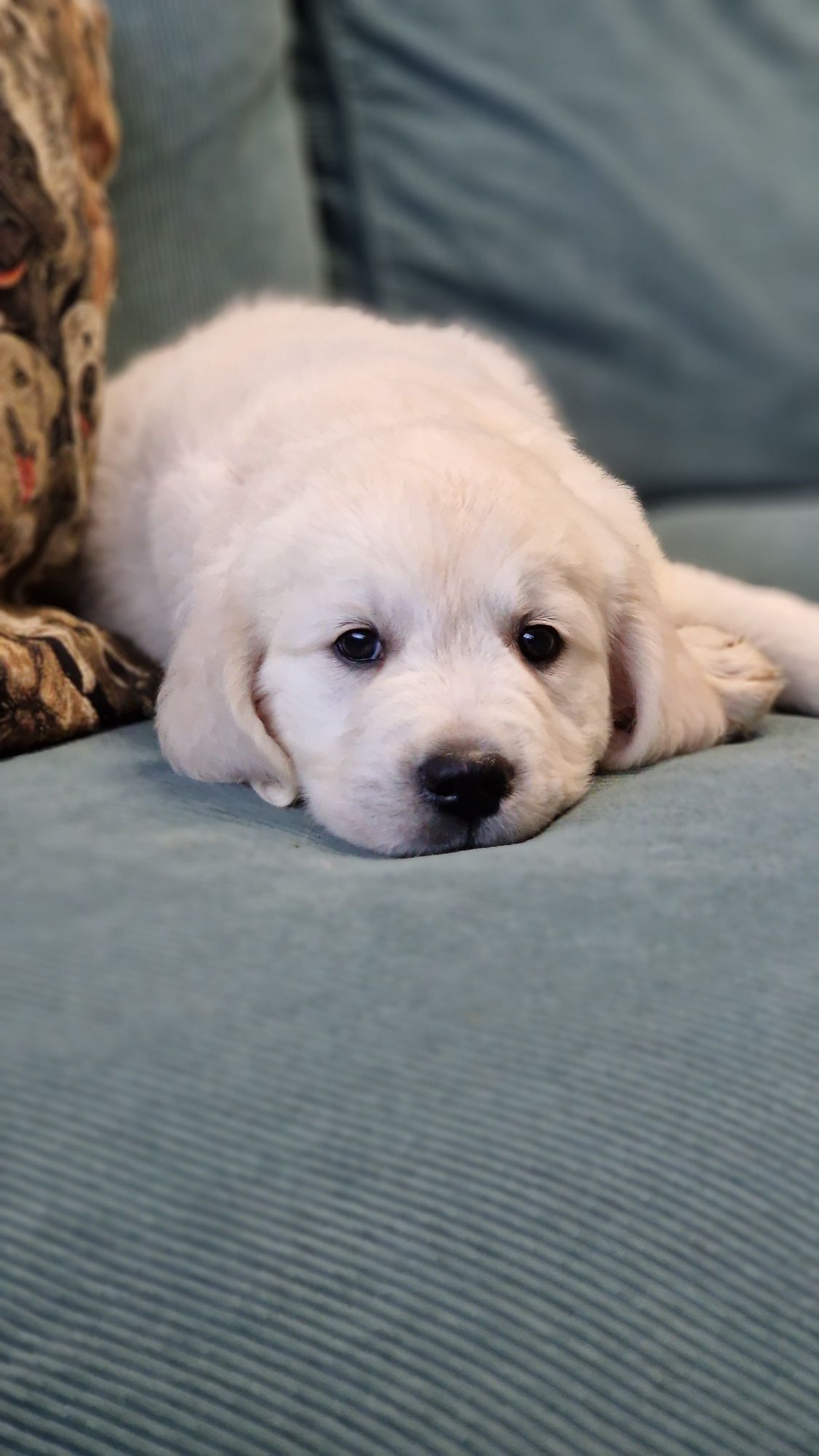 Golden Retriever Szczeniak FCI ZKwP