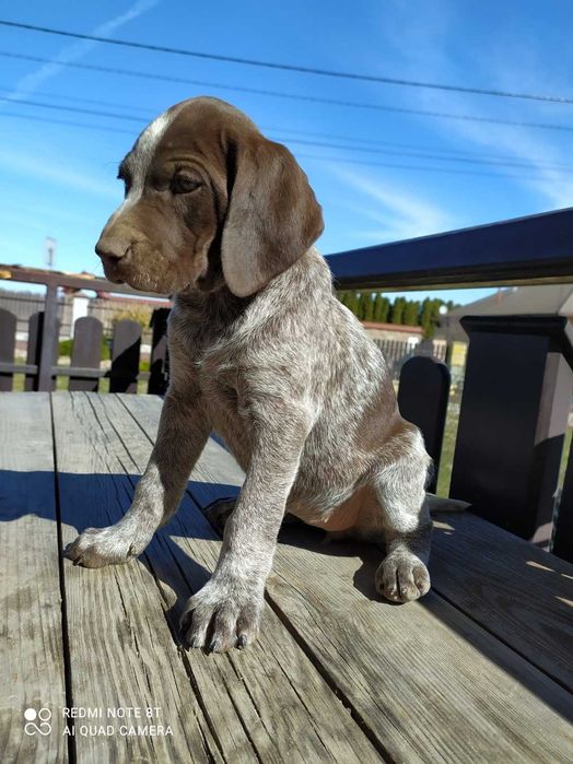 Szczeniak Wyżeł Niemiecki