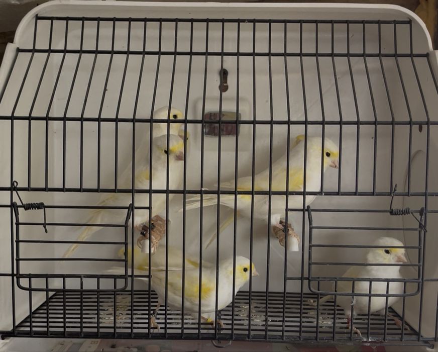 Canários Novos 2025