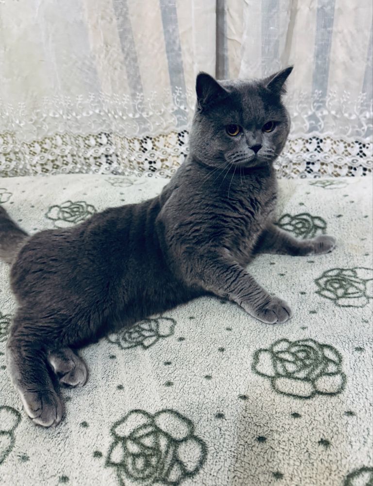 Шотландські кошенята/Scottish cats/Scottish fold/straight