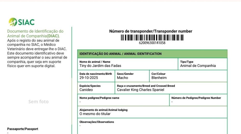 Cavalier King Charles Spaniel