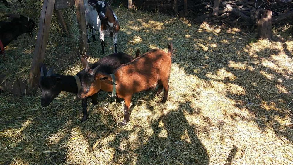 Камерунські козочки