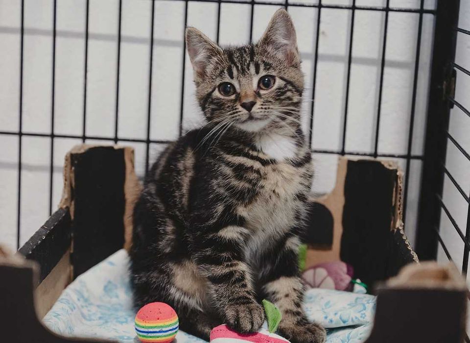 Kociak do adopcji - AMANT - 3 miesiące