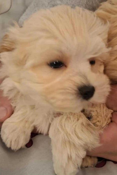 Matipoo Piesek rodzice z badaniami