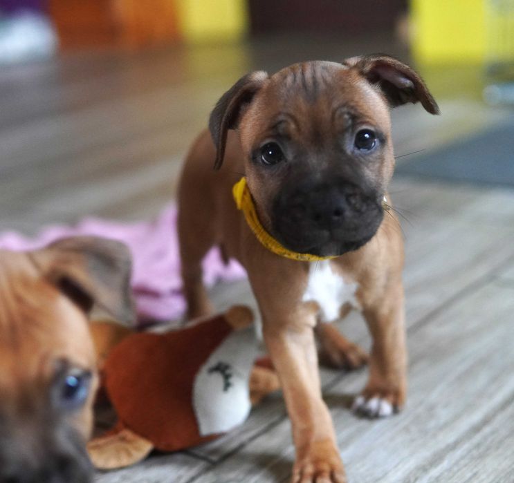 Staffordshire Bull Terrier - suczka