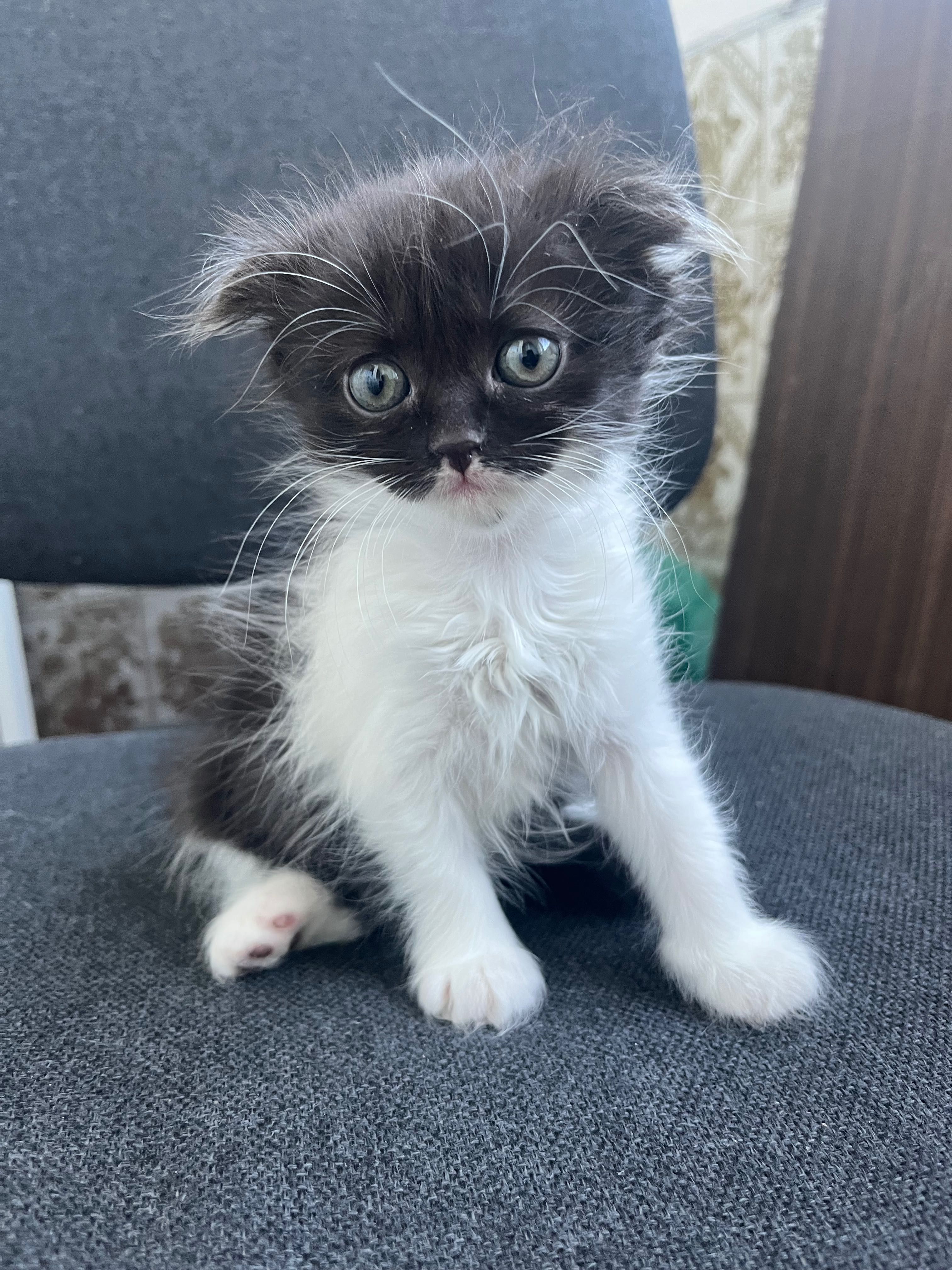 Кошенята безкоштовно