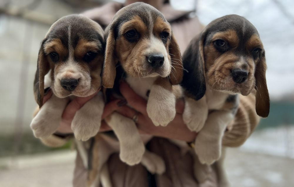 Бигль шикарные дети