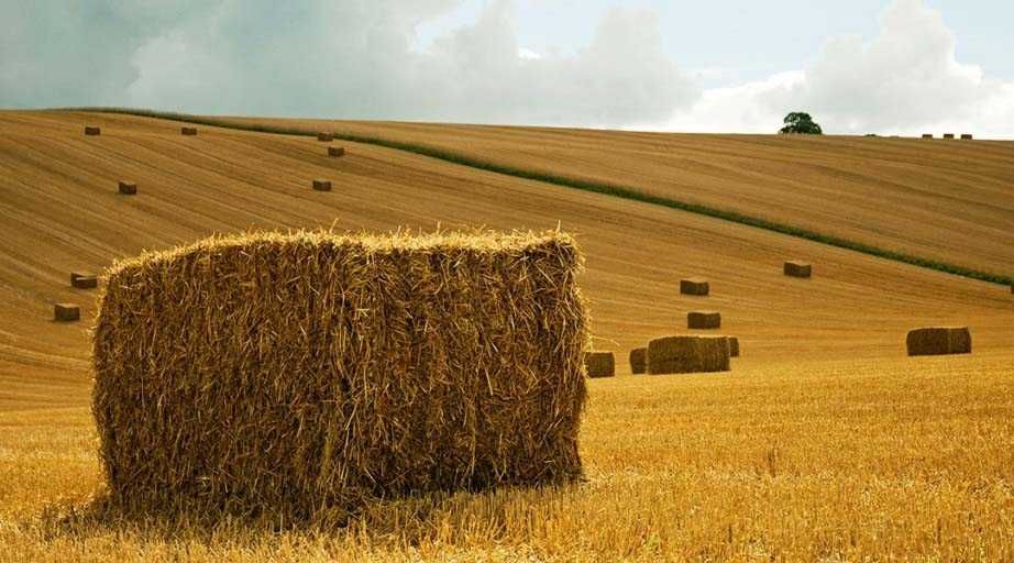 Fardos de palha de boa qualidade 2025