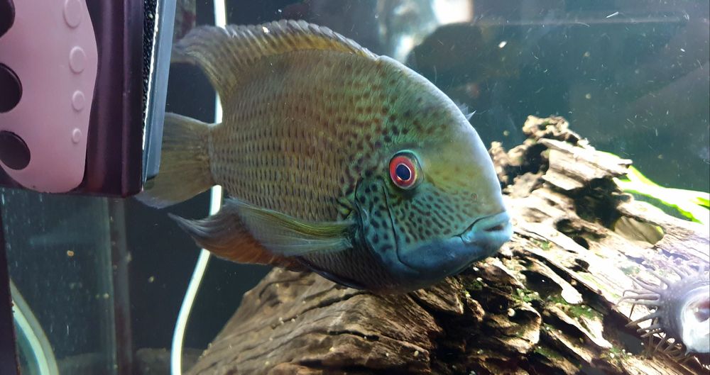 Pielęgnica Severum Green (zielony)