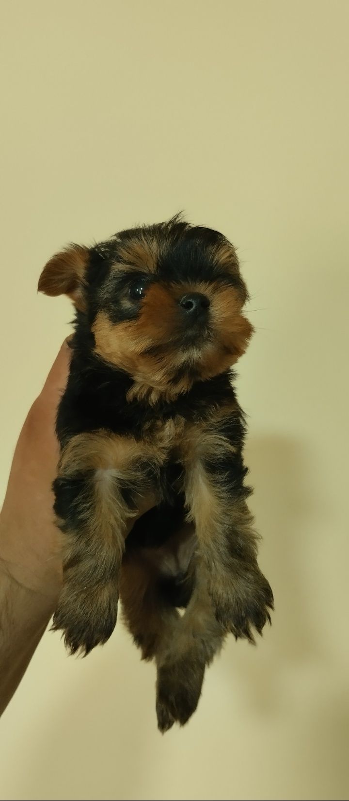 Yorkshire Terrier