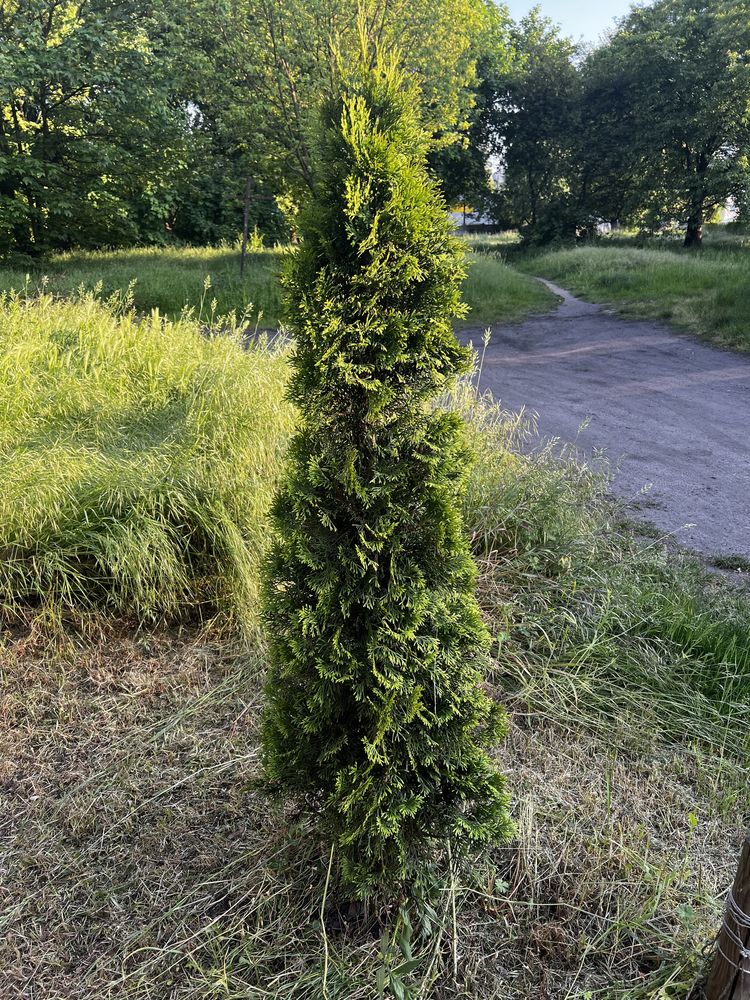 6 x Tuja Thuja Żywotnik 6 sztuk drzewek krzew krzewów