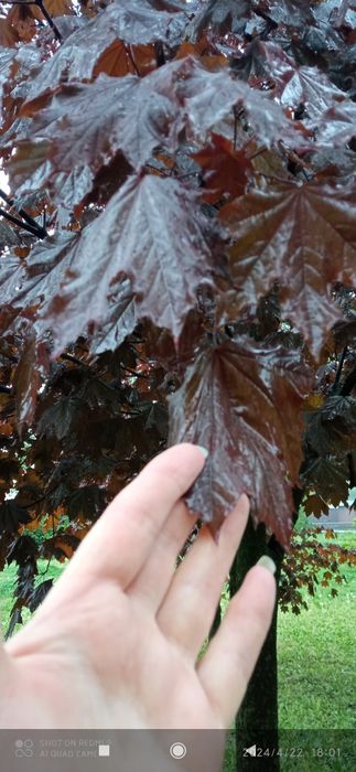 Саженцы Канадского клёна Ред Роял коричнево-бордовые