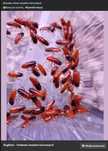 Karaczan turecki (Periplaneta lateralis) Sub/adult 100szt