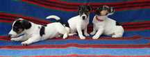 Jack Russell Terrier