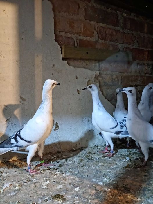 Sprzedam gołębie jasne i żałobniki