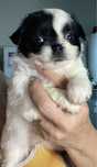 Menina chihuahua  pêlo longo