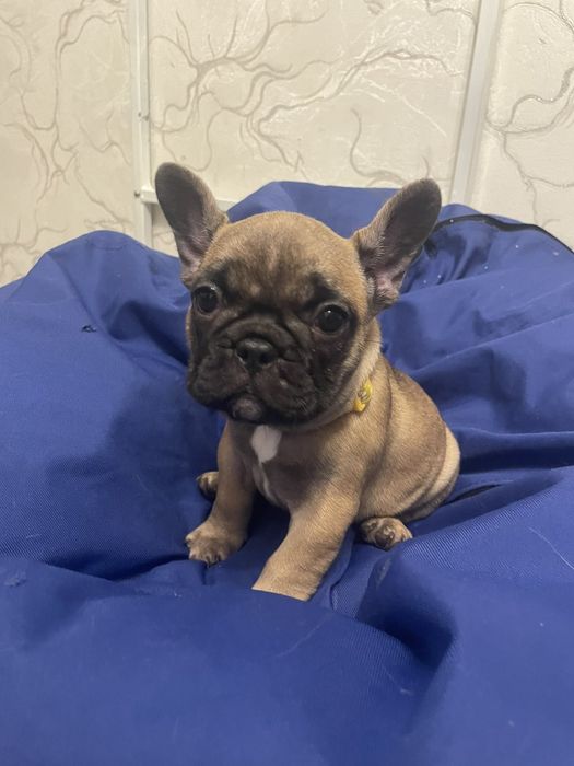 Француженке дівча