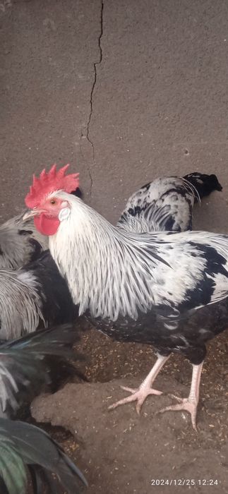 Італійський легорн срібний.Півень.