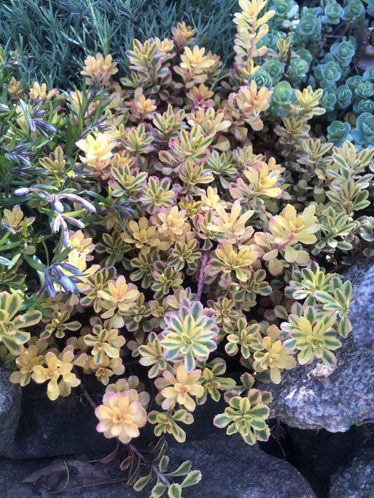 Сукуленти , Медуниця цукрова (кущик)