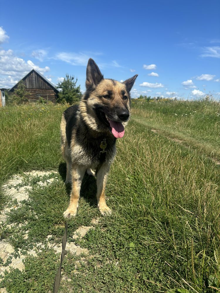 Owczarek niemiecki, sunia, do adopcji