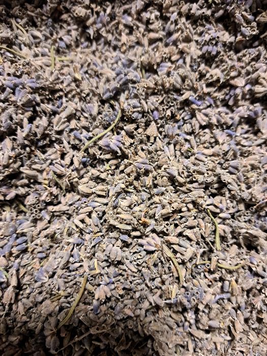 Сушені квіти лаванди